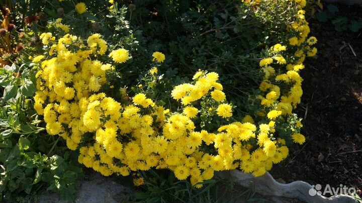 Хризантемы