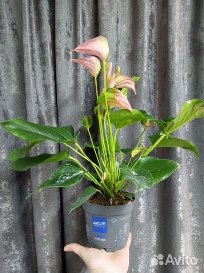 Антуриум Джоли пинк