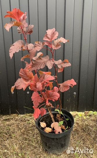 Растения для сада