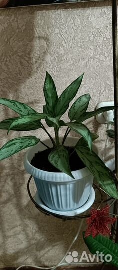 Аглаонема сильвер квин цветок