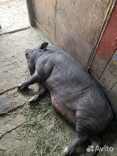 Вьетнамский вислобрюхий хряк