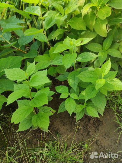 Укорененные черенки жасмина