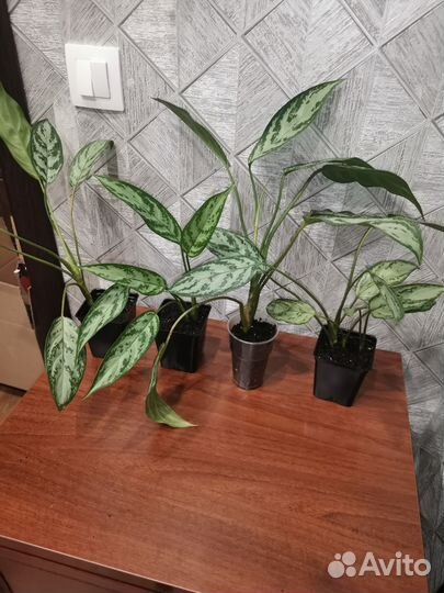 Аглаонема сильвер Квин