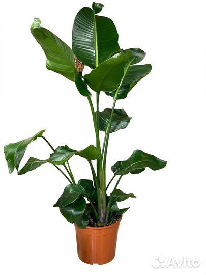 Стрелиция Николая 140 см