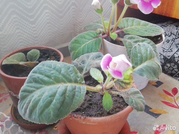 Глоксиния розово - белая