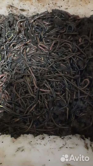 Червь зелёный (болотный)