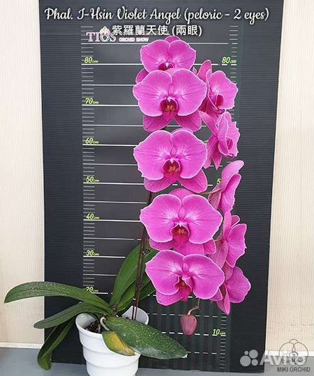 Орхидея фаленопсис I-Hsin Violet Angel