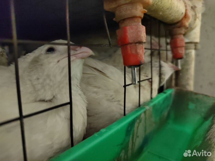 Яйца перепелиные