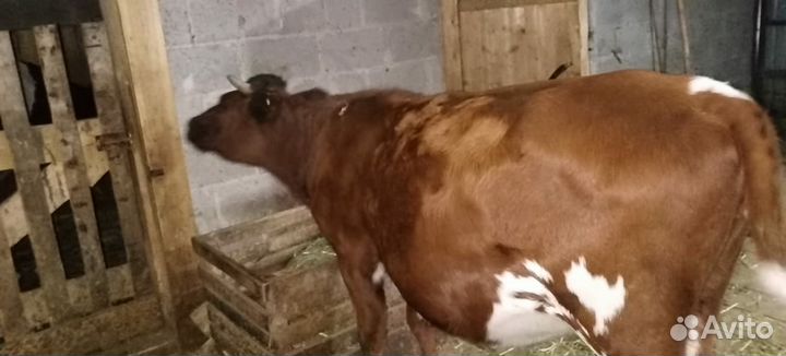 Телка стельная