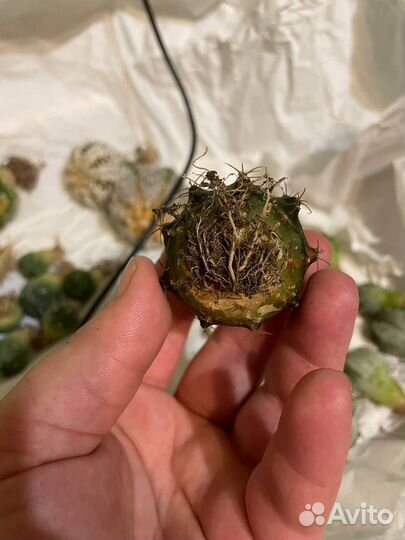 Редчайшие экземпляры кактусов