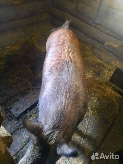 Дикий кабан