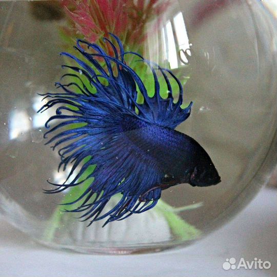Рыбка петушок асорти
