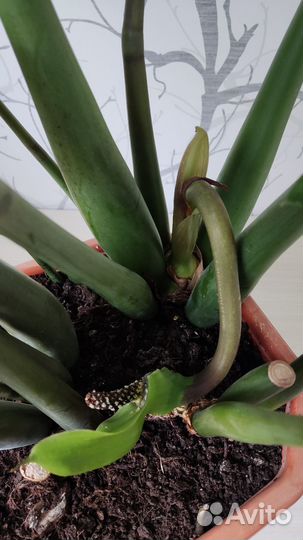 Замиокулькас