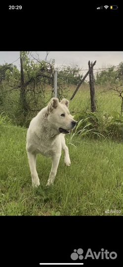 Вязка кобель