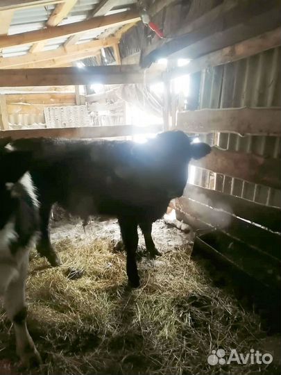 Бычки и быки