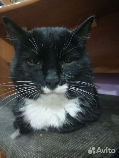 Котики ищут Дом