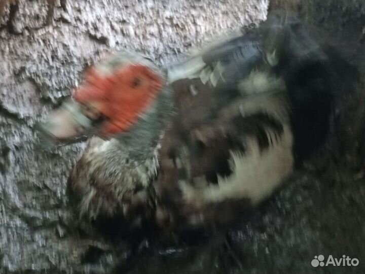 Домашняя птица