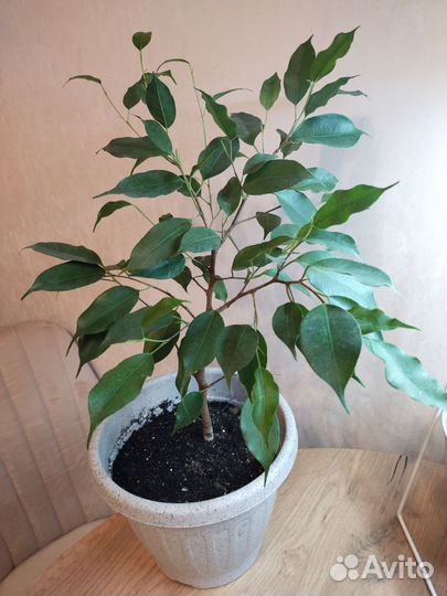 Фикус бенджамина