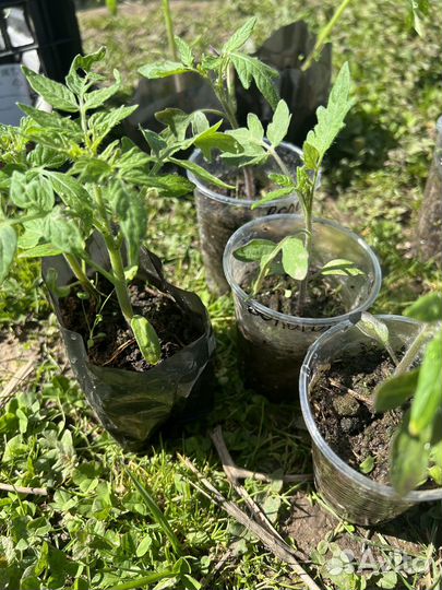 Рассада помидор подходят для открытого грунта