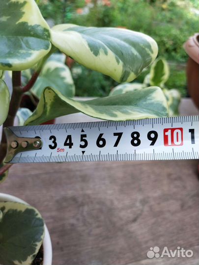 Пеперомия вариегатная