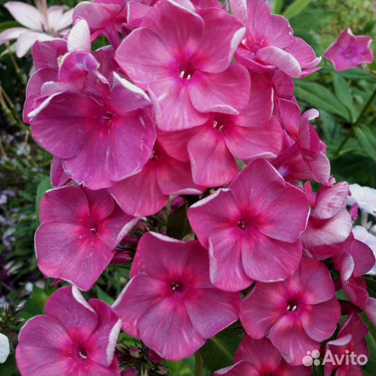 Флоксы метельчатые разные сорта