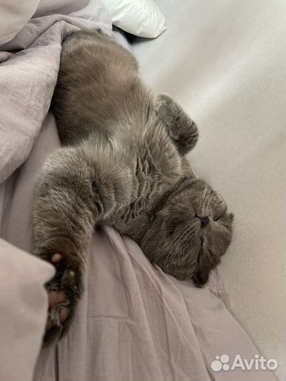 Шотландский вислоухий кот