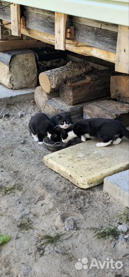 Котята в добрые руки