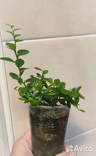 Микроцитрус (пальчиковый лайм)