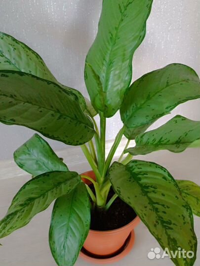 Аглаонема