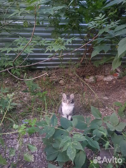 Котёнок ищет заботливых хозяев