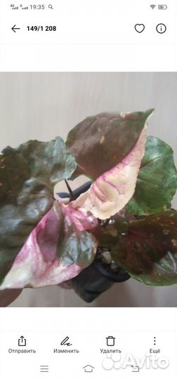 Сингониум клубничный лёд