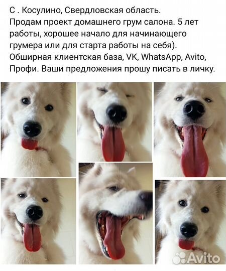 Продам готовый бизнес, груминг