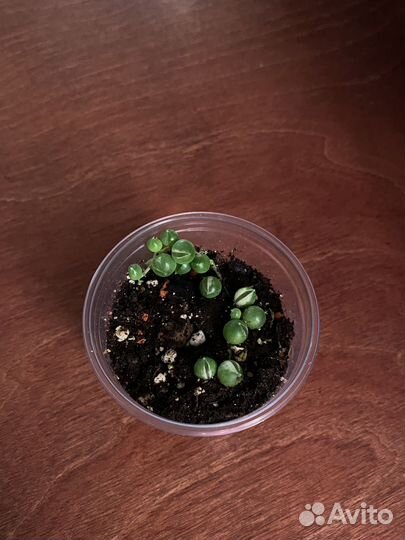 Комнатные растения3