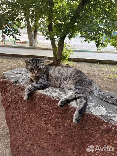 Отдам кота в добрые руки