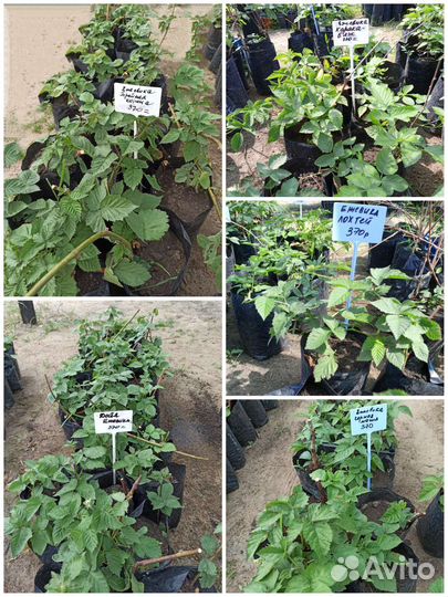 Саженцы крупноплодной ежевики, зкс