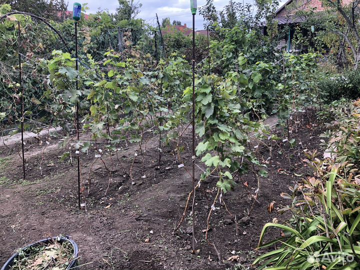 Продаю саженцы винограда