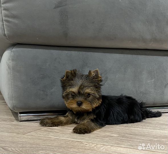 Йоркширский терьер девочка