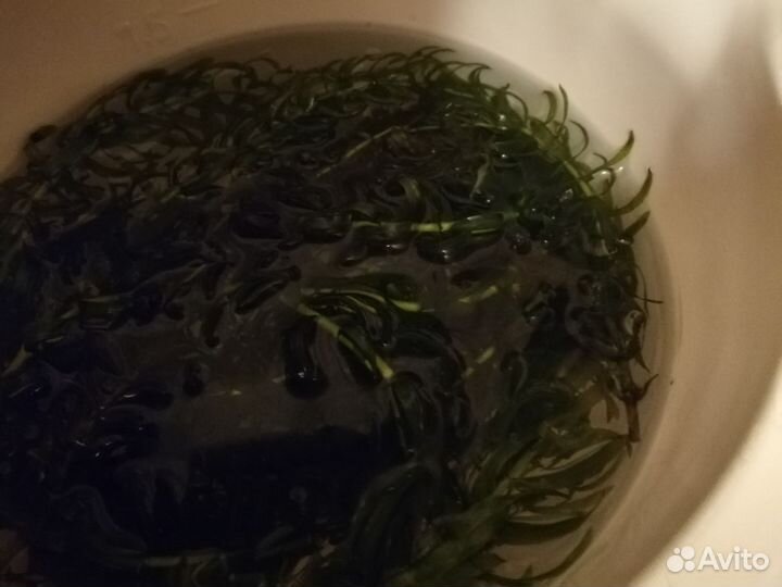 Растение аквариумное