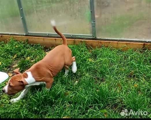 Щенки амстаффа, девочки