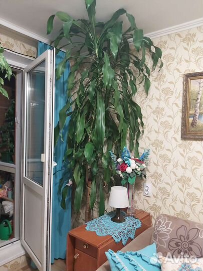 Фикум Бенджамина