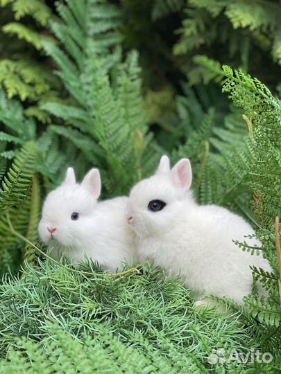 Белоснежные кролики