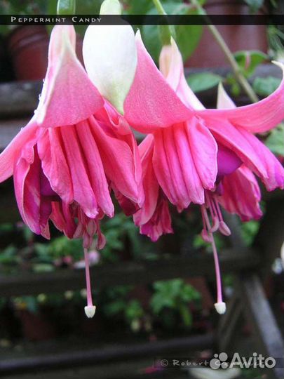 Фуксии сортовые