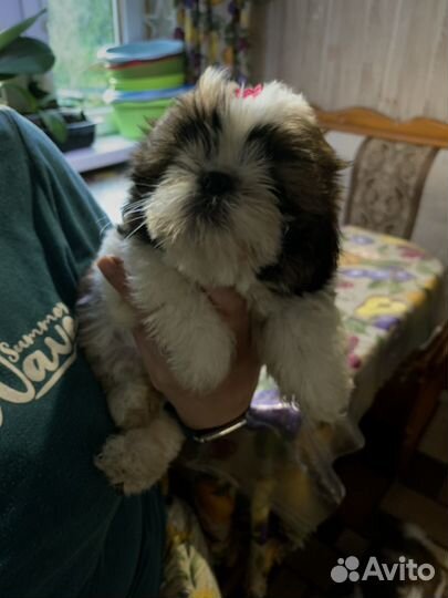 Щенки ши-тцу