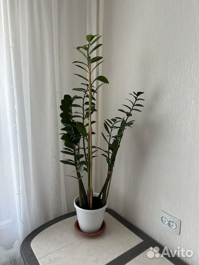 Замиокулькас