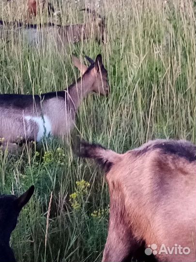 Альпийские козочки