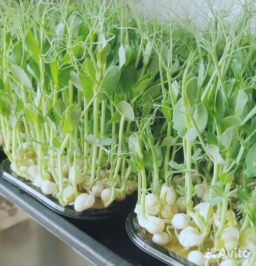 Микрозелень