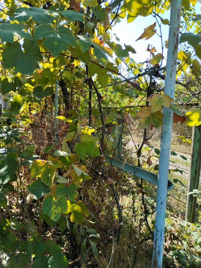 Дача 60 м² на участке 4,5 сот.