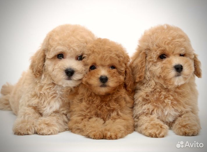 Ветеринарные услуги на выезд