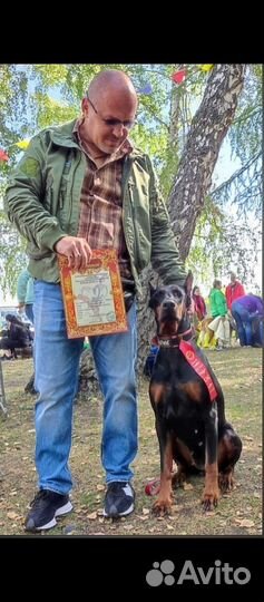 Кинолог, дрессура и воспитание собак