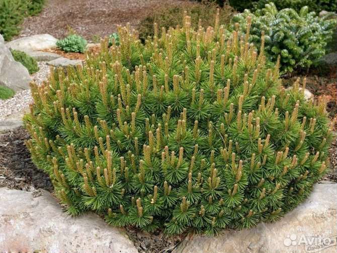 Сосна горная Пумилио